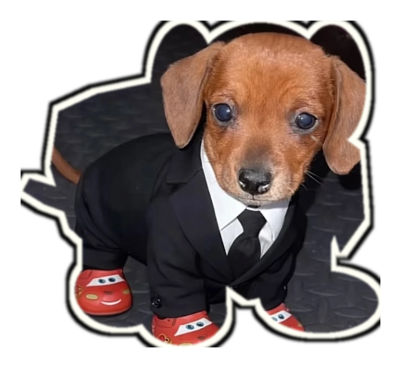 Business Pup in suit